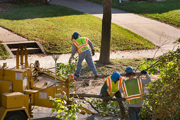 Best Tree Mulching  in Progreso, TX